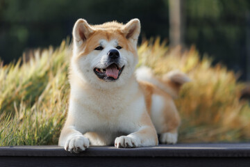 Dog Japanese Akita Inu in the Park