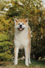 Dog Japanese Akita Inu in the Park