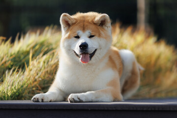 Obraz premium Dog Japanese Akita Inu in the Park