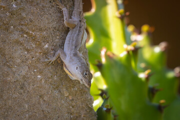 Camaleón en una Pared de Piedra con Cactus de Fondo