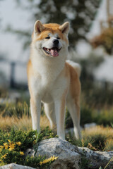 Dog Japanese Akita Inu in the Park