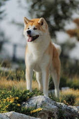 Dog Japanese Akita Inu in the Park