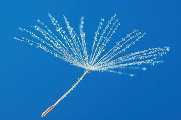 Dew-Kissed Dandelion