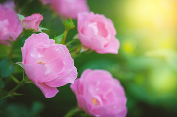 Soft petals of pink roses offer an elegant floral display in the garden