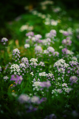 Wildflowers create a serene meadow scene full of spring charm