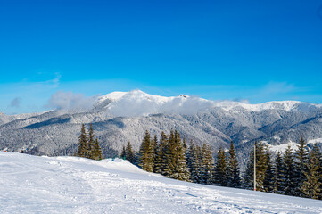 Snowy forests of Carphatian mountains  Romania