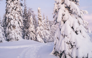 Tall spruce trees with heavy brunches with ice and snow on northern environment, scenic view of cold winter season landscape in Riisitunturi national park