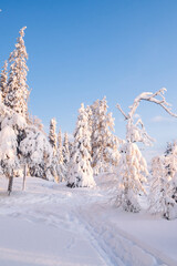Scenery of frozen snowy firs and high trees in Lapland national park environment, famous natural landmark in Riisitunturi on winter season wonderland destination