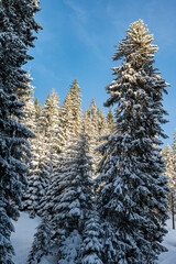 Snowy forests of Carphatian mountains  Romania
