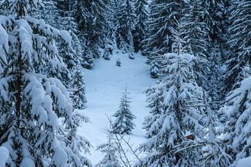 Snowy forests of Carphatian mountains  Romania