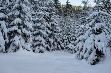 Snowy forests of Carphatian mountains  Romania