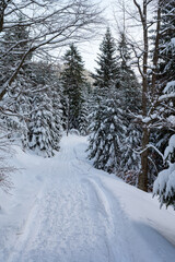 Snowy forests of Carphatian mountains  Romania