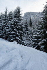 Snowy forests of Carphatian mountains  Romania