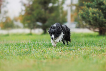 Border Collie dog running on the green grass. Active dog.