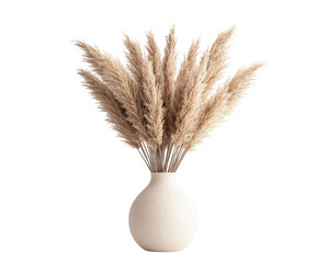 Dried pampas grass arrangement in a minimalist vase, white isolate background.