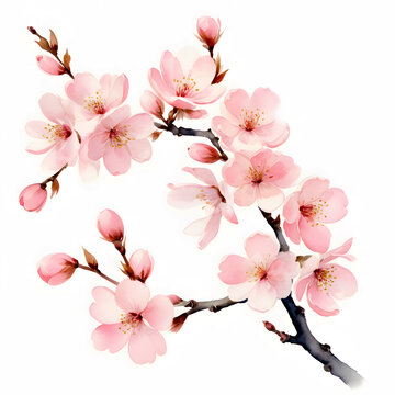 recommend clip art: Pink cherry blossom branch illustration