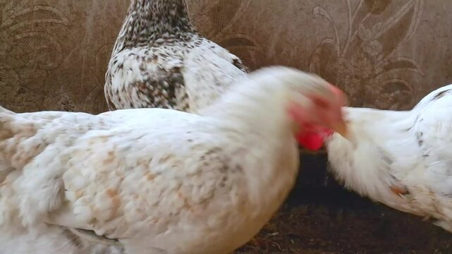 A rooster pecks the tail of another rooster, pecks out feathers. Chickens and roosters with bald butts, featherless roosters with skin on a poultry farm