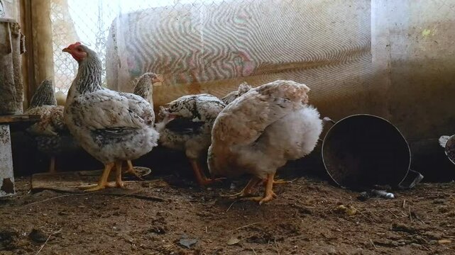 Chickens and roosters with bald butts, featherless roosters with skin on a poultry farm.