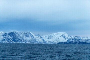 Bateau observation baleine