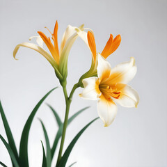 Fototapeta premium white and yellow daffodils