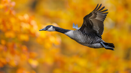 Obraz premium Goose flying on sky isolated on yellow background