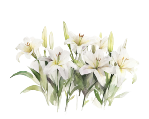 Elegant white lilies blooming in a watercolor style on a white isolate background.
