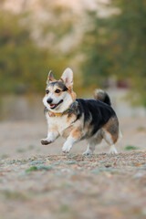  Welsh Corgi Cardigan  in the park. Portrait of a smiling dog Welsh Corgi Pembroke	
