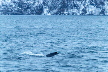 Fototapeta premium Bateau observation baleine