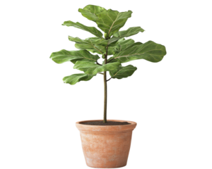 Fiddle leaf fig plant in a clay pot, white isolated background.