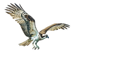 Fototapeta premium Elegant Osprey Plunge on white background PNG.