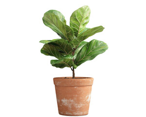 Fiddle leaf fig plant in a terracotta pot, white isolated background.