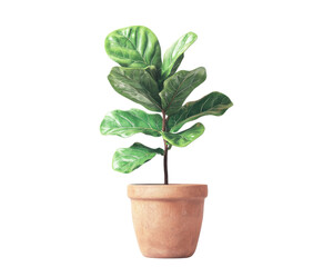 Fototapeta premium Fiddle leaf fig plant in terracotta pot, white isolate background.