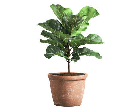 Fiddle leaf fig plant in terracotta pot, white isolated background.