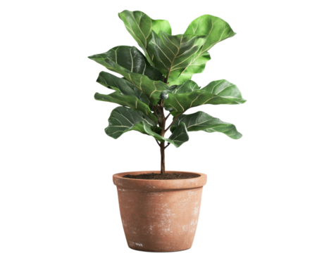 Fiddle leaf fig plant in terracotta pot, white isolated background.