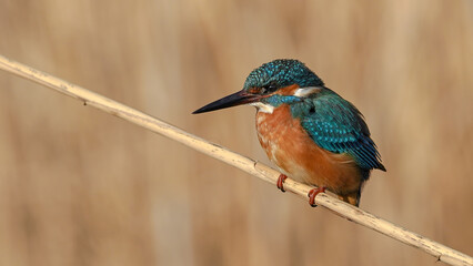 common kingfisher on the branch , waiting a catch fish
