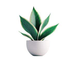 Green plant with broad leaves in a minimalistic white pot.