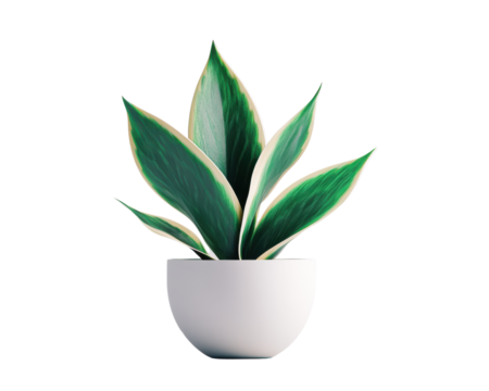 Green plant with broad leaves in a minimalistic white pot.