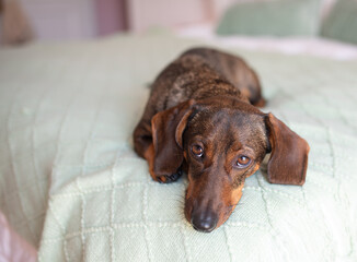 Cute brown dog dachshund resting on the bed