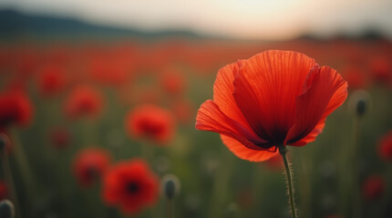 Naklejka premium red moody poppy flower with blurred field background