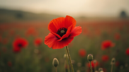 Obraz premium red moody poppy flower with blurred field background
