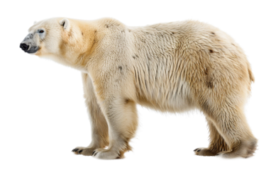 Regal Polar Bear Pose on white background PNG.