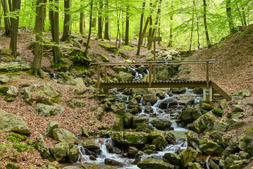 Beautiful view of the forest of la Géronstère