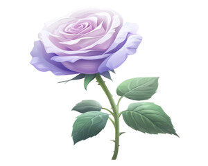 Obraz premium Lavender rose with green leaves, white isolated background.