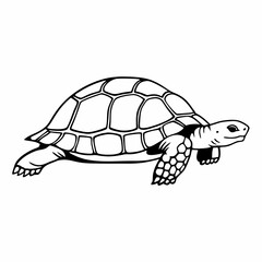 turtle on the water