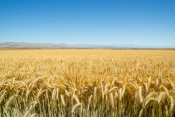 Naklejka premium scenic view of a golden wheat field stretching to the horizon, with bundles of freshly harvested wheat neatly stacked in the foreground