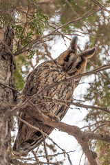 The long-eared owl Asio otus warily looks at the camera, sitting on a thuja branch, close-up.