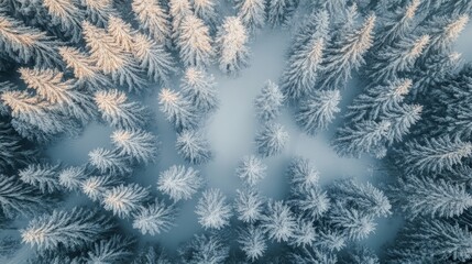 snow fir forest bacgkround with copy space