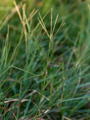Finger grass ( lat. Cynodon dactylon ) is a herbaceous plant ; a species of the genus Finger grass of the family Poaceae . It is both a valuable forage plant and a malicious weed for cultivated plants