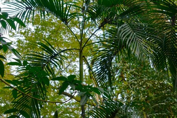 Fototapeta premium Palma