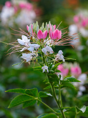 Cleome ( Latin- Cleome ) is a genus of annual or biennial plants of the Cleomaceae family _17.jpg, Cleome ( Latin- Cleome ) is a genus of annual or biennial plants of the Cleomaceae family